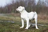 BOULEDOGUE AMERICAIN 004